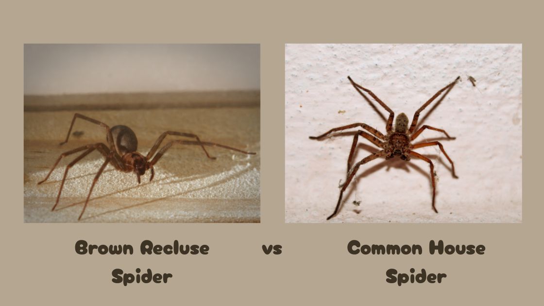 Pest control technician applying treatment